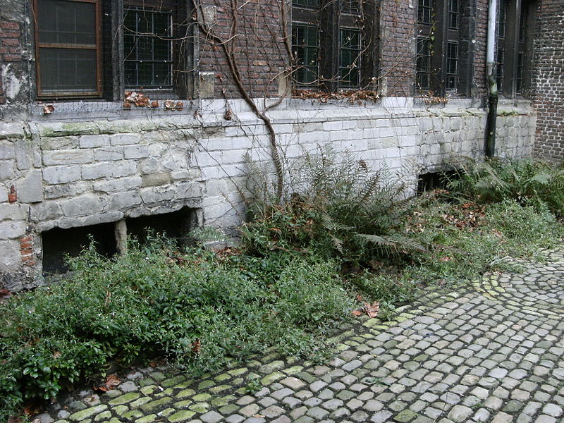 Onkruid bij een oud gebouw in Antwerpen (bron: Wikimedia Commons - Mark Ahsmann)